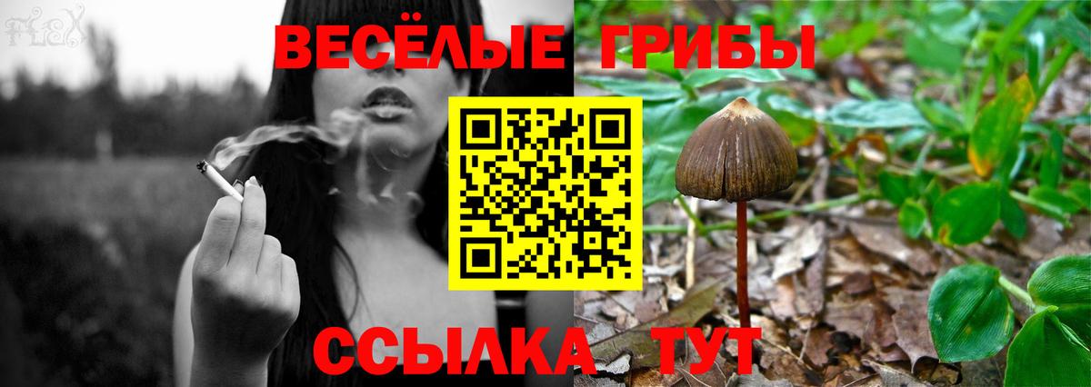 Барнаул  Псилоцибиновые грибы GOLDEN TEACHER  Галлюциногенные грибы Psilocybine cubensis  Вход с VPN 